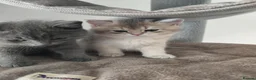 British Shorthair cats for sale: British golden chinchilla male  - Advert 5