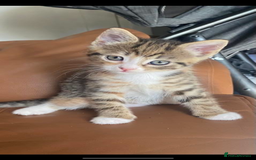Mixed Breed cats for sale: Tabby kitten  - Image 4
