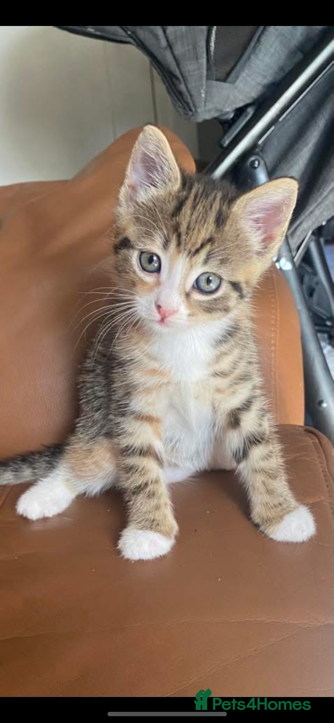 Mixed Breed cats for sale: Tabby kitten  - Image 4