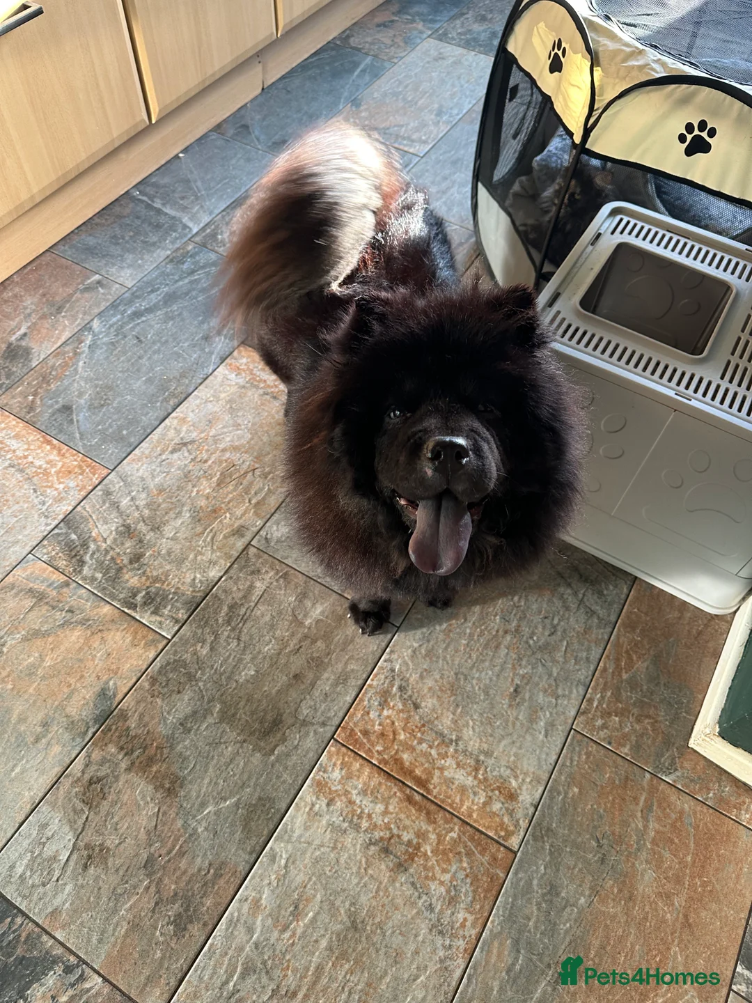 Chow Chow dogs for sale: Adults Chow chow’s  - Advert 4