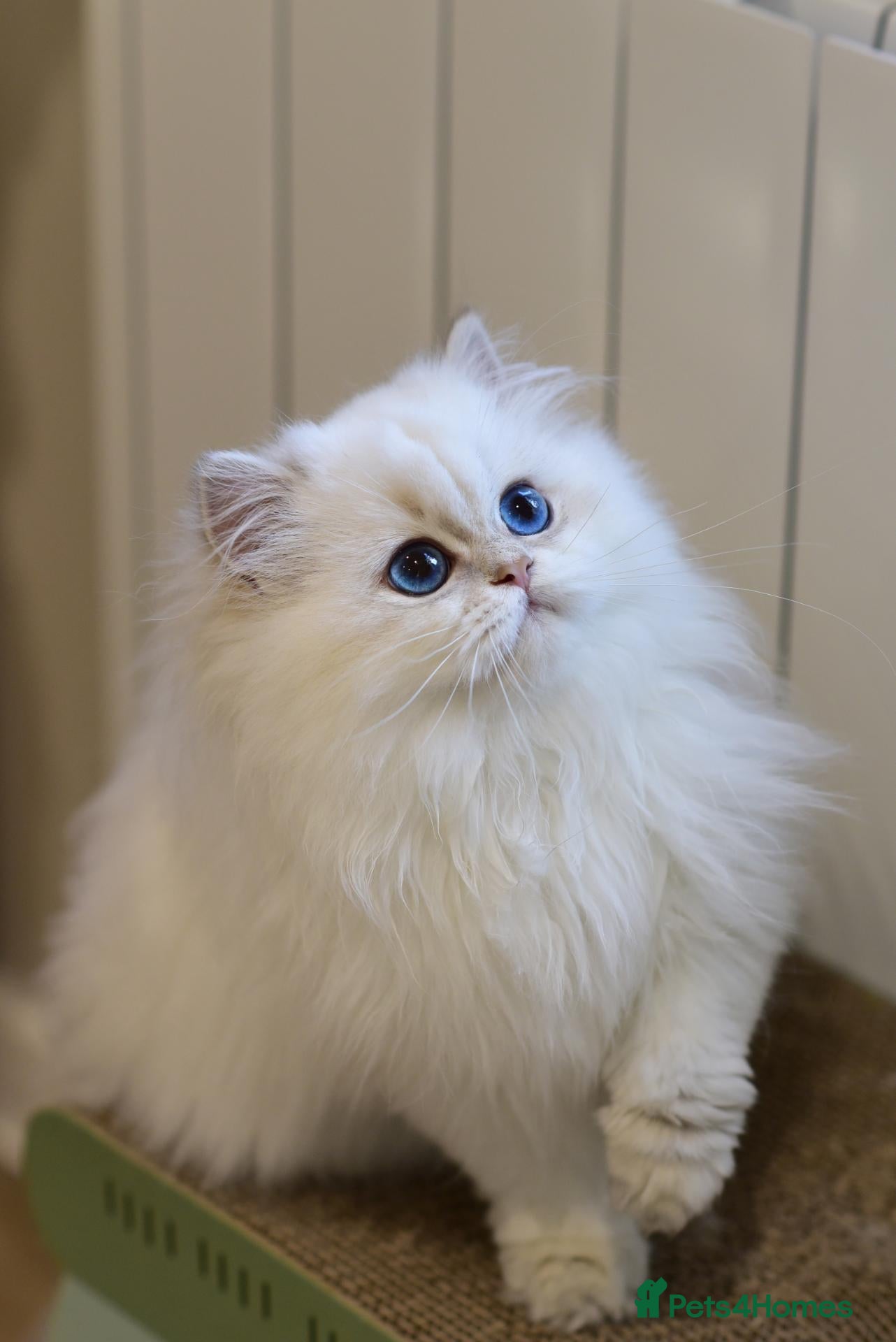 British Longhair cats for sale: TICA Pedigree Top Quality British Long Hair Kitten - Advert 1