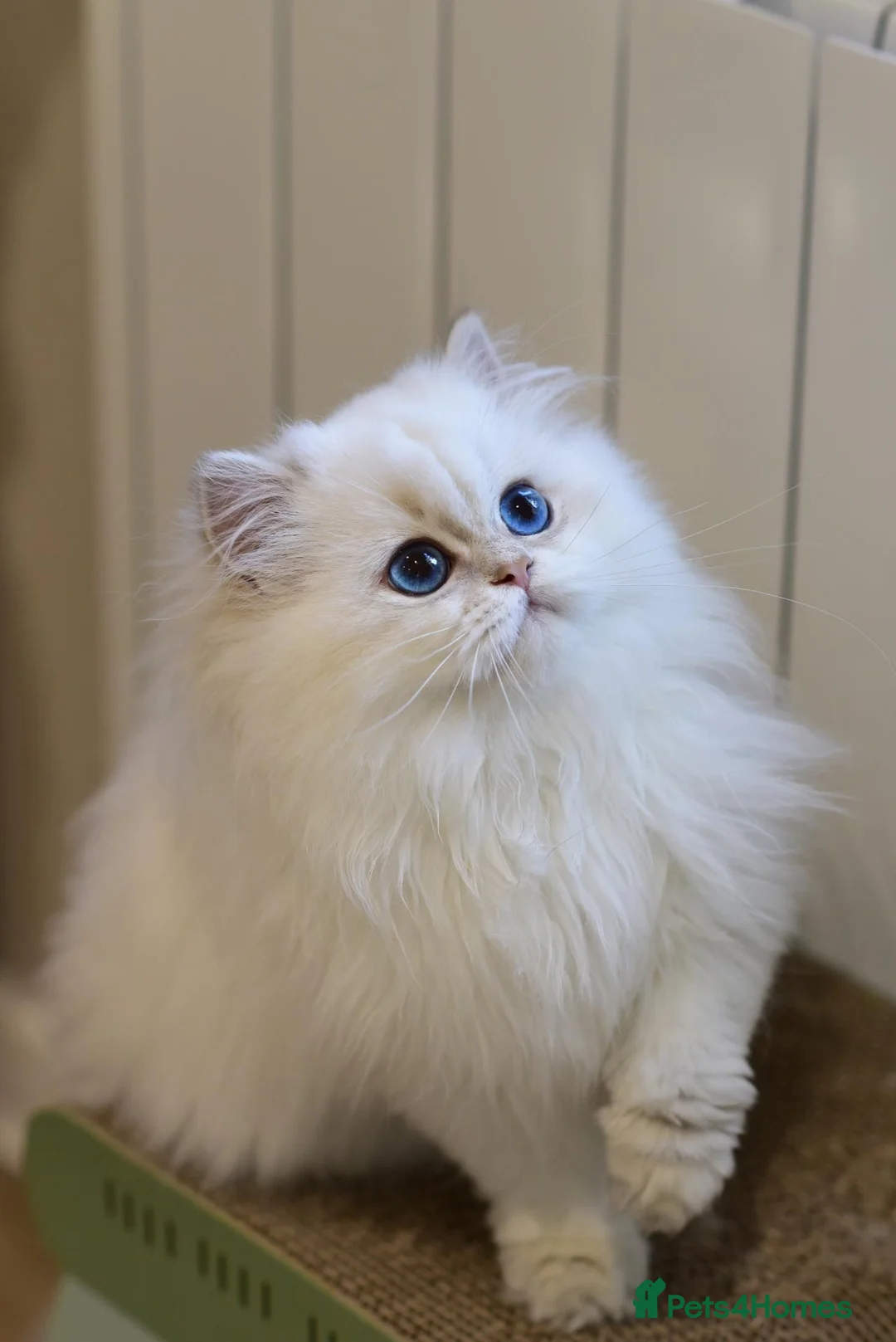 British Longhair cats for sale: TICA Pedigree Top Quality British Long Hair Kitten - Advert 1