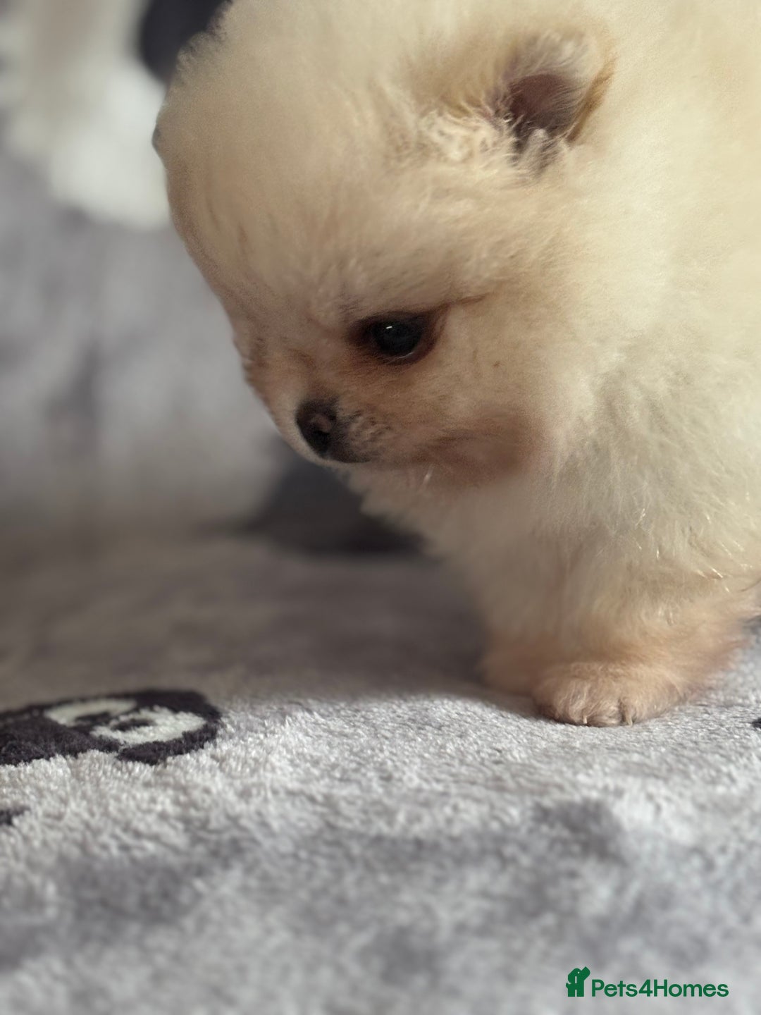 Pomeranian dogs for sale: Male Pomeranian  - Image 4