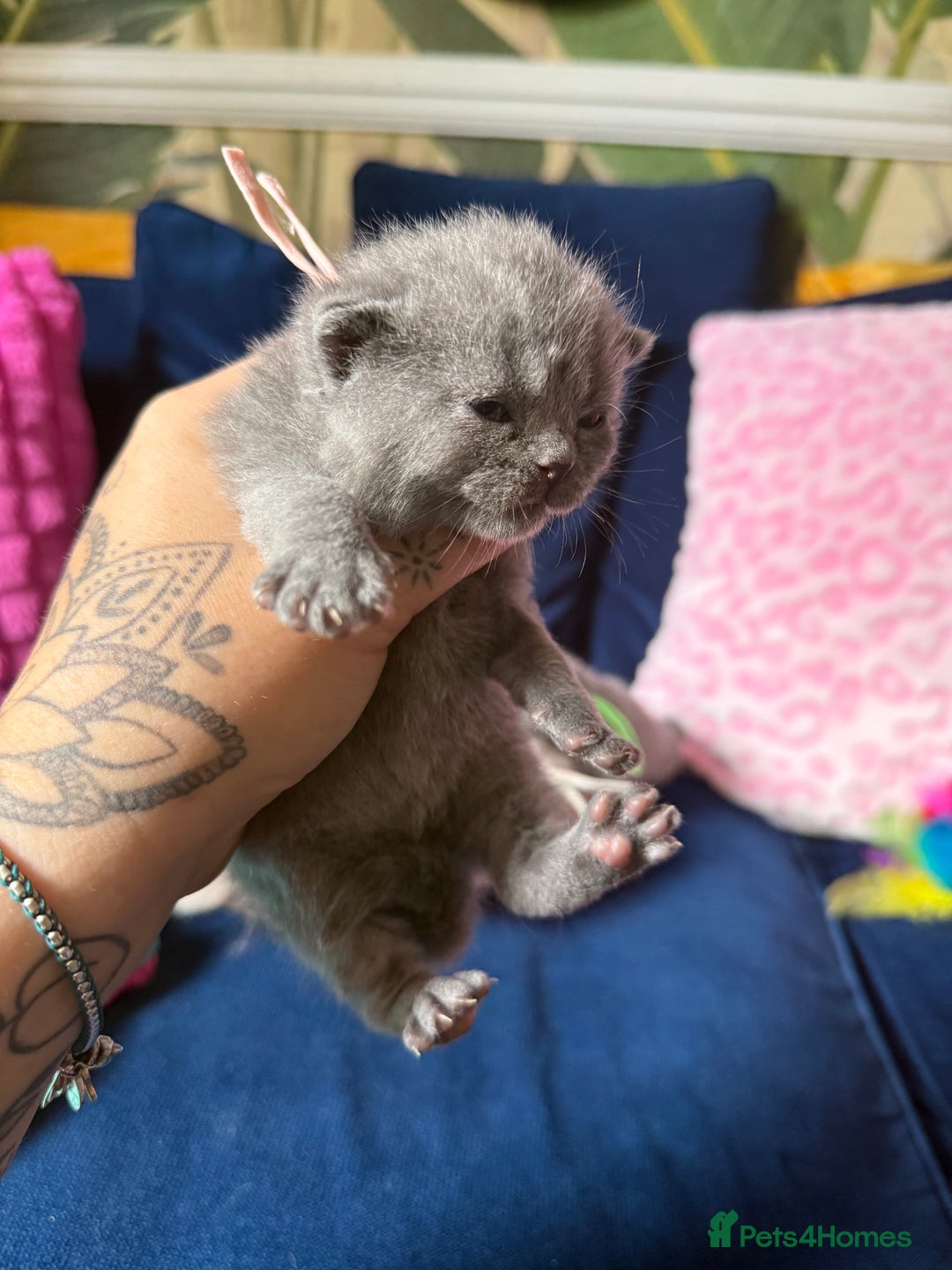 British Shorthair cats for sale: British Shorthair Champion Line kittens 🏆🥇😻 - Image 16