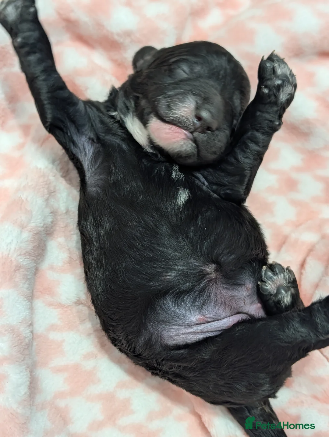 Cockapoo dogs for sale: Beautiful F1 Black Cockapoo puppy for sale - Advert 2