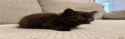 Mixed Breed cats for sale: Adorable Black Kittens - Advert 12