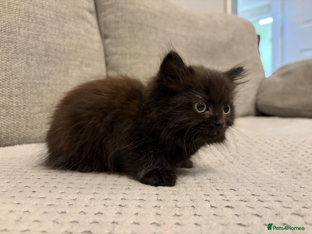 Mixed Breed cats for sale: Adorable Black Kittens - Advert 12
