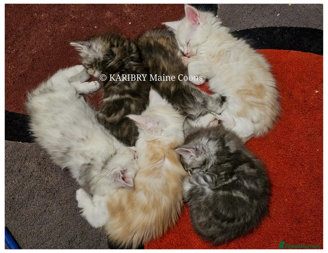 Maine Coon cats for sale: QUALITY TICA Registered Shaded,Shell ACTIVE - Advert 1
