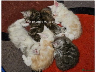 Maine Coon cats QUALITY TICA Registered Shaded,Shell ACTIVE - Advert 1