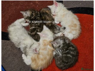 Maine Coon cats ACTIVE TICA Registered Shaded & Shaded lines - Advert 1