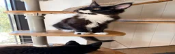 Maine Coon cats for sale: Gccf male Maine coon kitten  - Advert 4