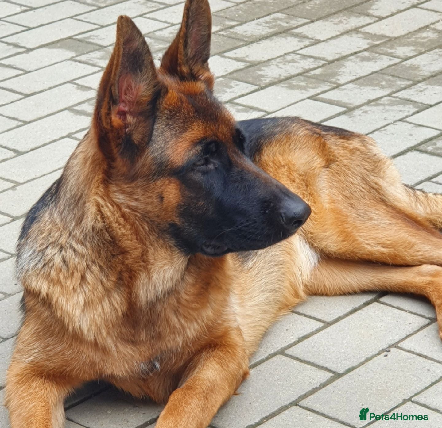 German Shepherd dogs German sheperd puppies  - Advert 2