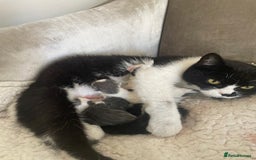Mixed Breed cats for sale: Stunning Mixed Shorthair Kittens  - Image 5