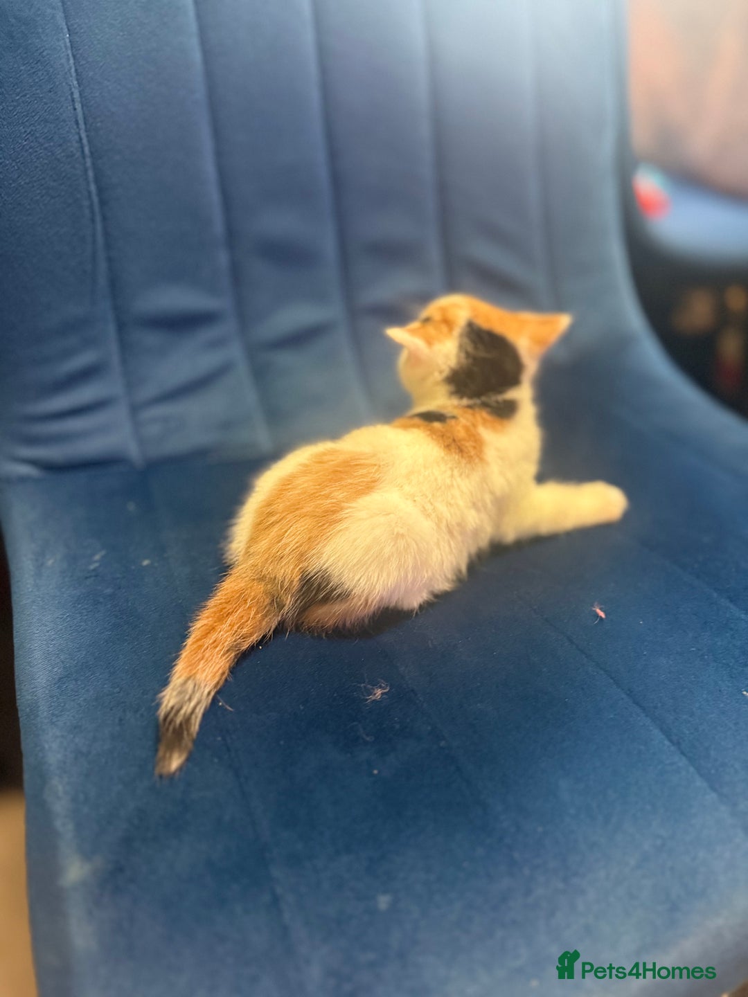 Mixed Breed cats for sale: Kittens  - Advert 5