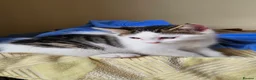 British Longhair cats for sale: Kittens  - Advert 3