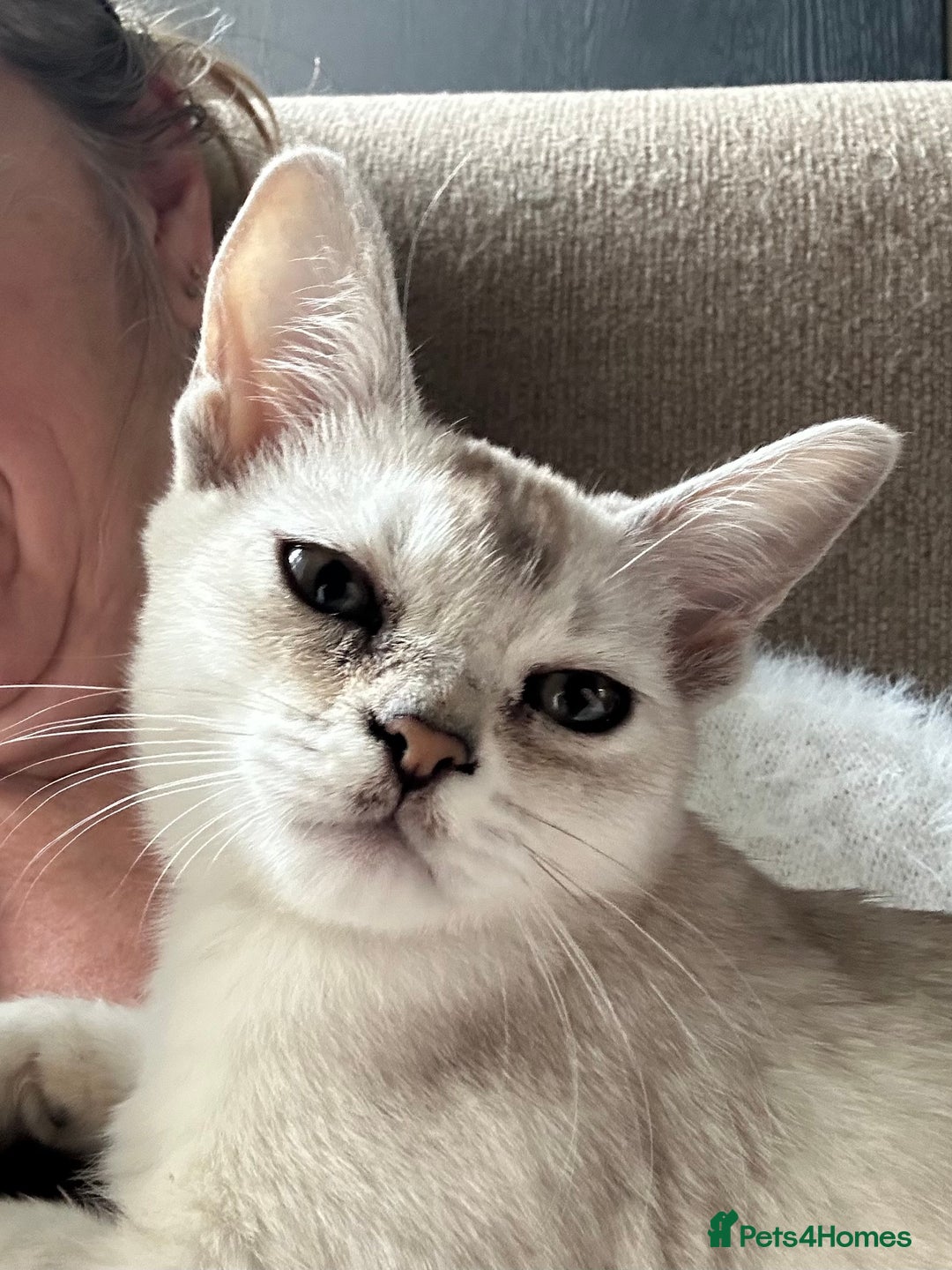 Burmese cats for sale: GCCF reg Pedigree Kittens - Image 5