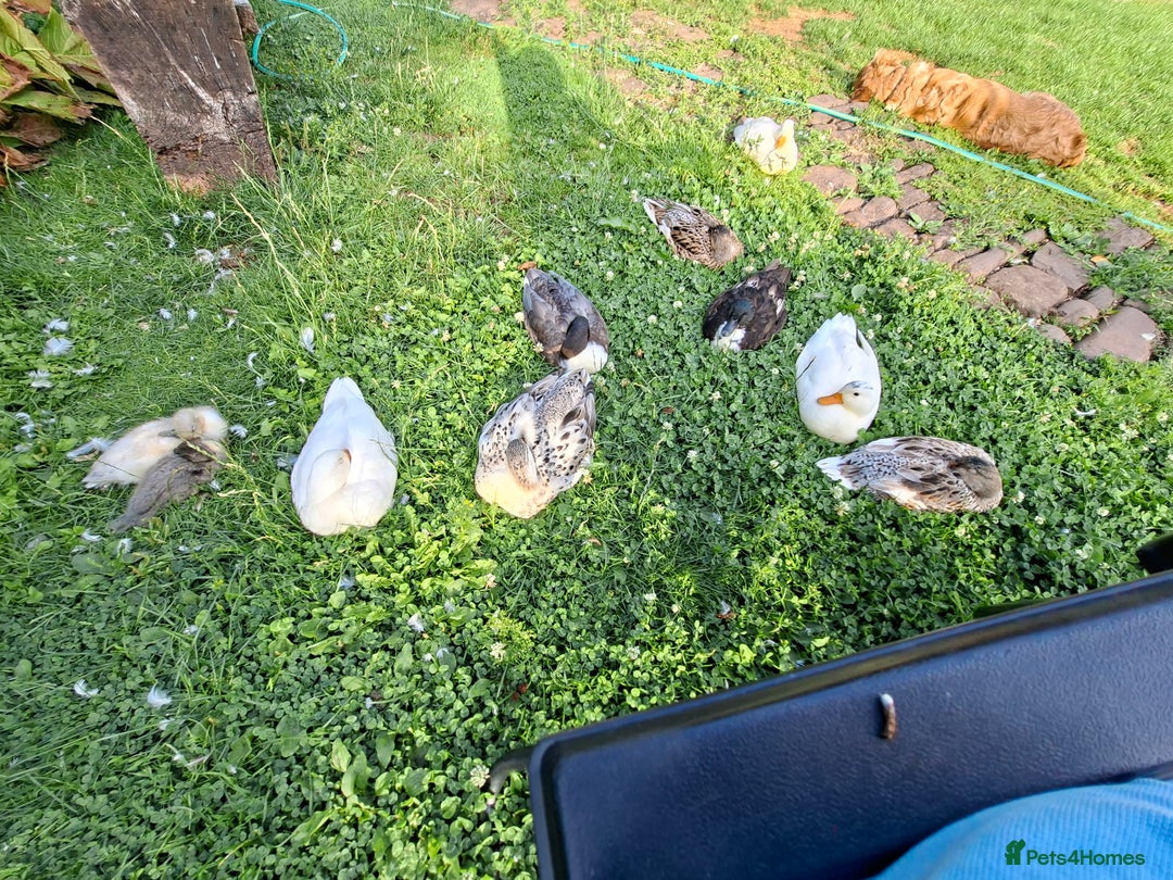 Ducks poultry for sale: Lovely Call x miniture silver appleyard ducklings - Image 3