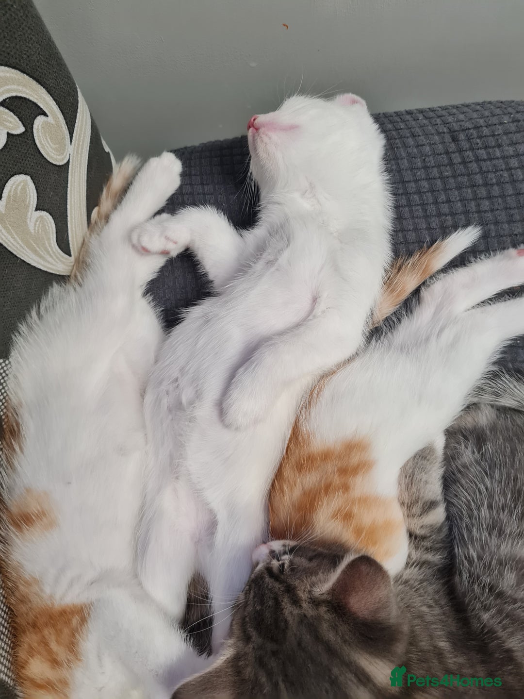 Mixed Breed cats for sale: Kittens😻🧡🧡🩶🤍 - Advert 9