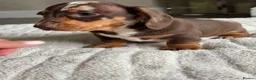 Miniature Dachshund dogs for sale: Miniature dachshund  - Advert 11