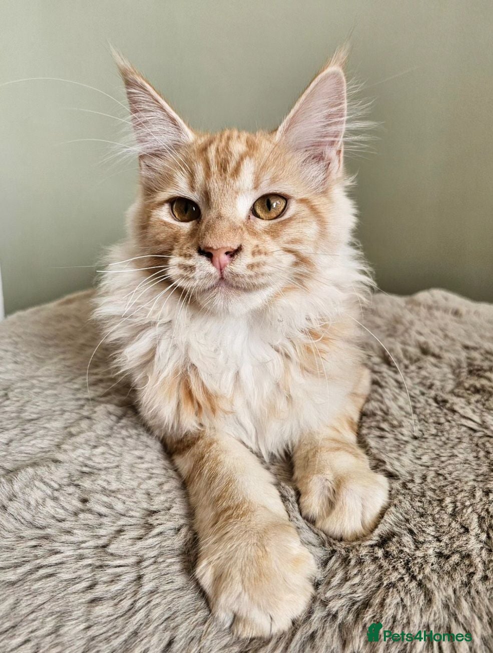 Maine Coon cats for sale: Stunning Maine Coon kittens  - Advert 2