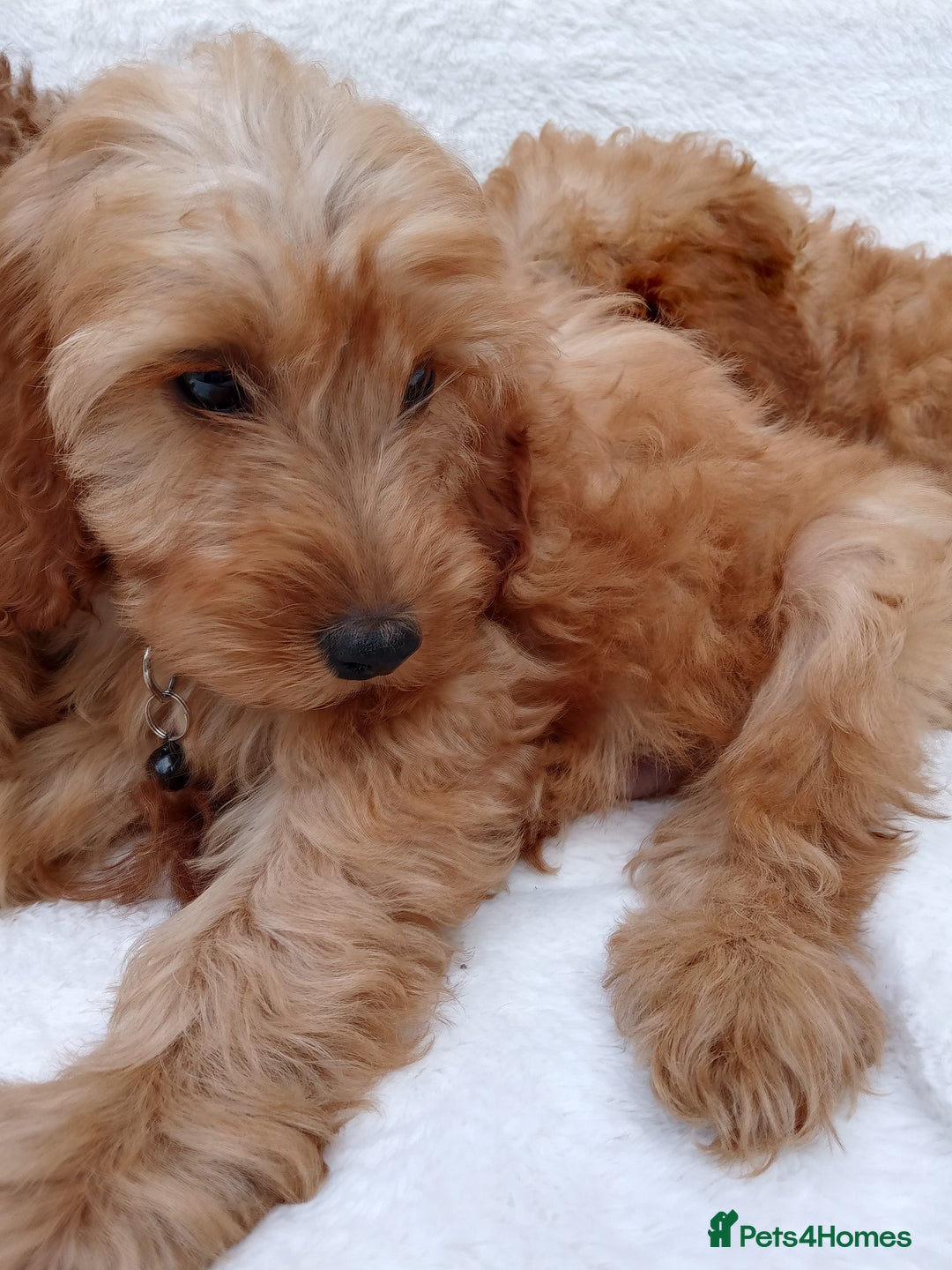 Cavapoo dogs for sale: Cavapoo puppies  - Image 4