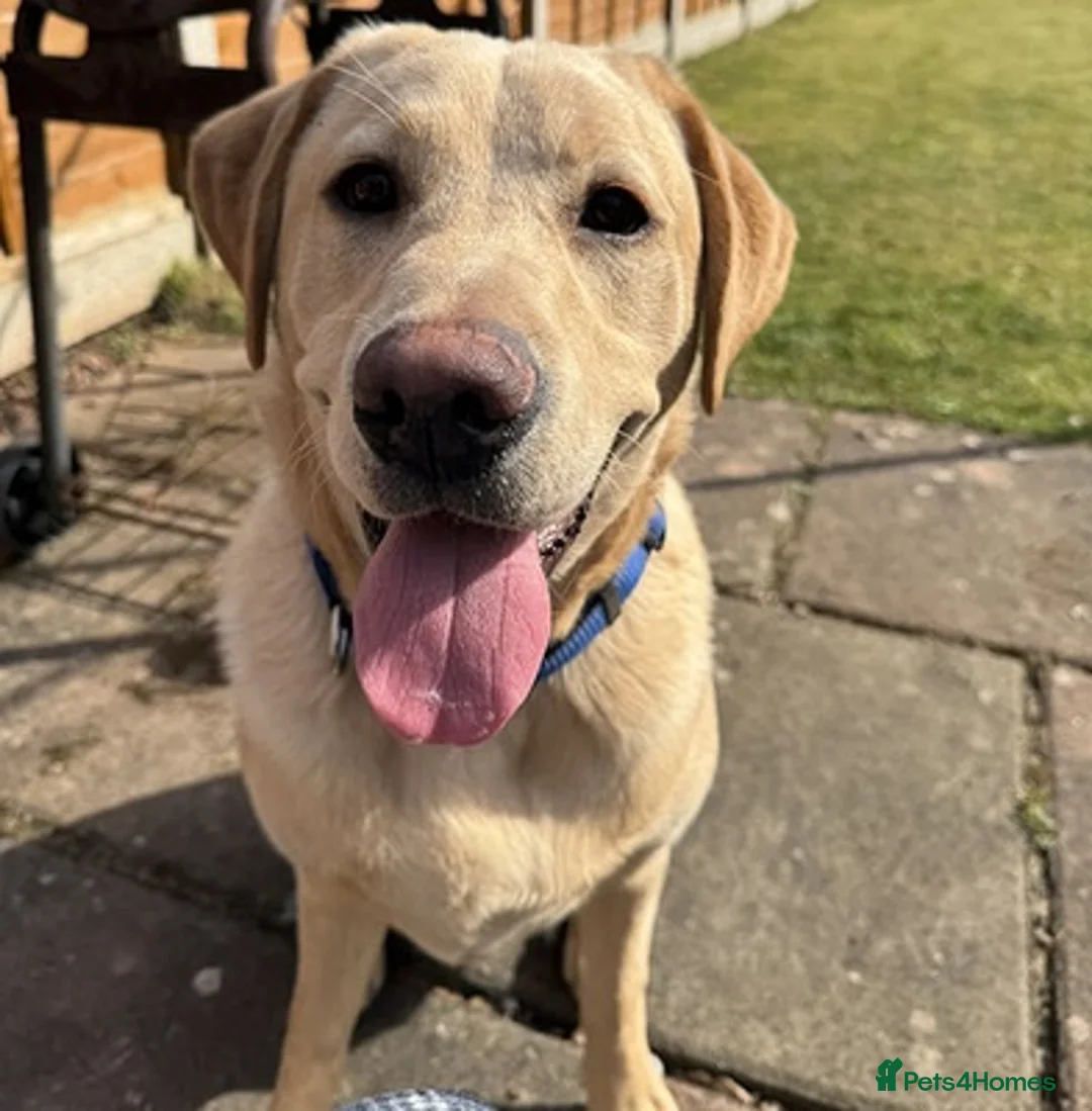 Labrador Retriever dogs for sale: Top labrador retriever boy ready for his new home in Welwyn Garden City - Advert 2