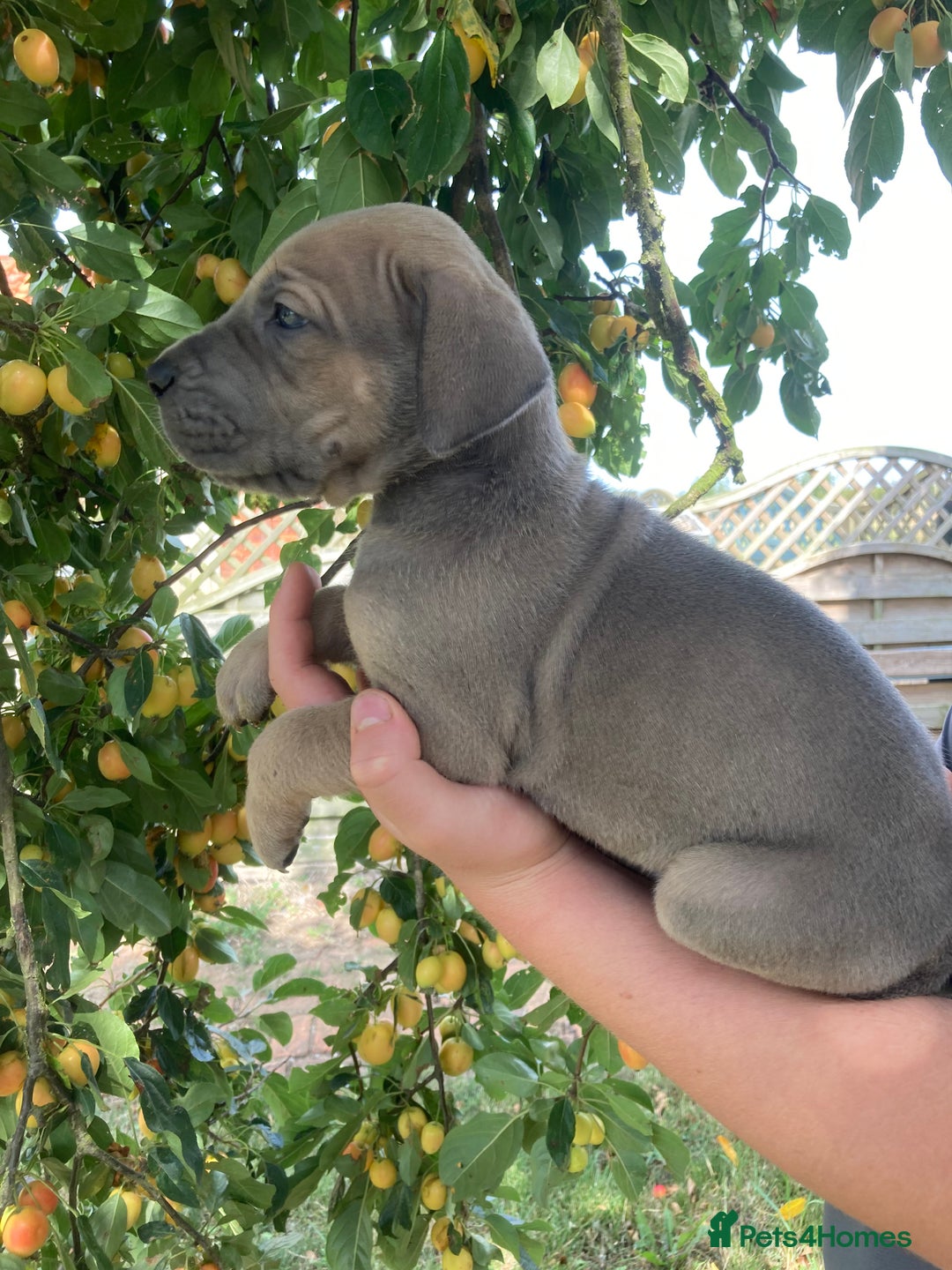 Great Dane dogs for sale: Beautiful Great Dane pups - Image 6