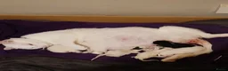 Domestic Shorthair cats for sale: Kittens for sale  - Advert 5