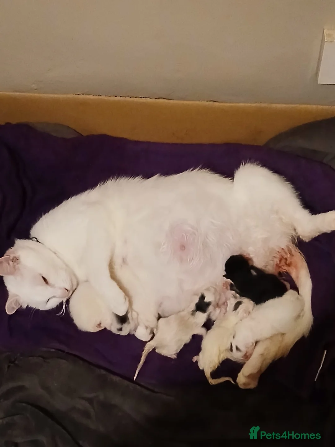 Domestic Shorthair cats for sale: Kittens for sale  - Advert 5
