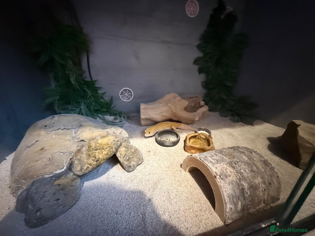 Gecko reptiles for sale: Albino Leopard Gecko for Sale incl full enclosure - Advert 9