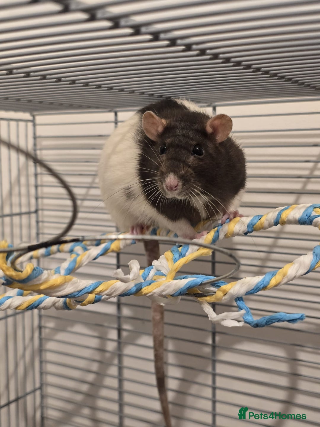 Rat rodents for sale: Two female rats with cage - Advert 3