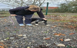 Mixed Breed dogs for adoption: DONNIE - Image 5