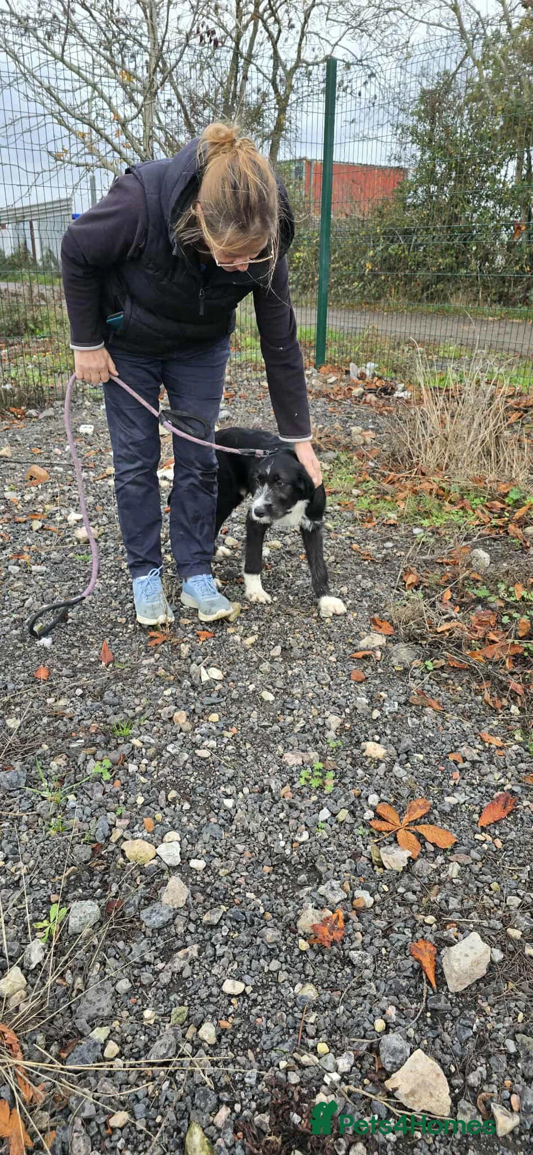 Mixed Breed dogs for adoption: DONNIE - Guardian breed experience required  - Advert 9