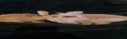 Mixed Breed rabbits for sale: baby rabbits  - Advert 3