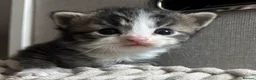 Mixed Breed cats for sale: Beautiful kittens  - Advert 3
