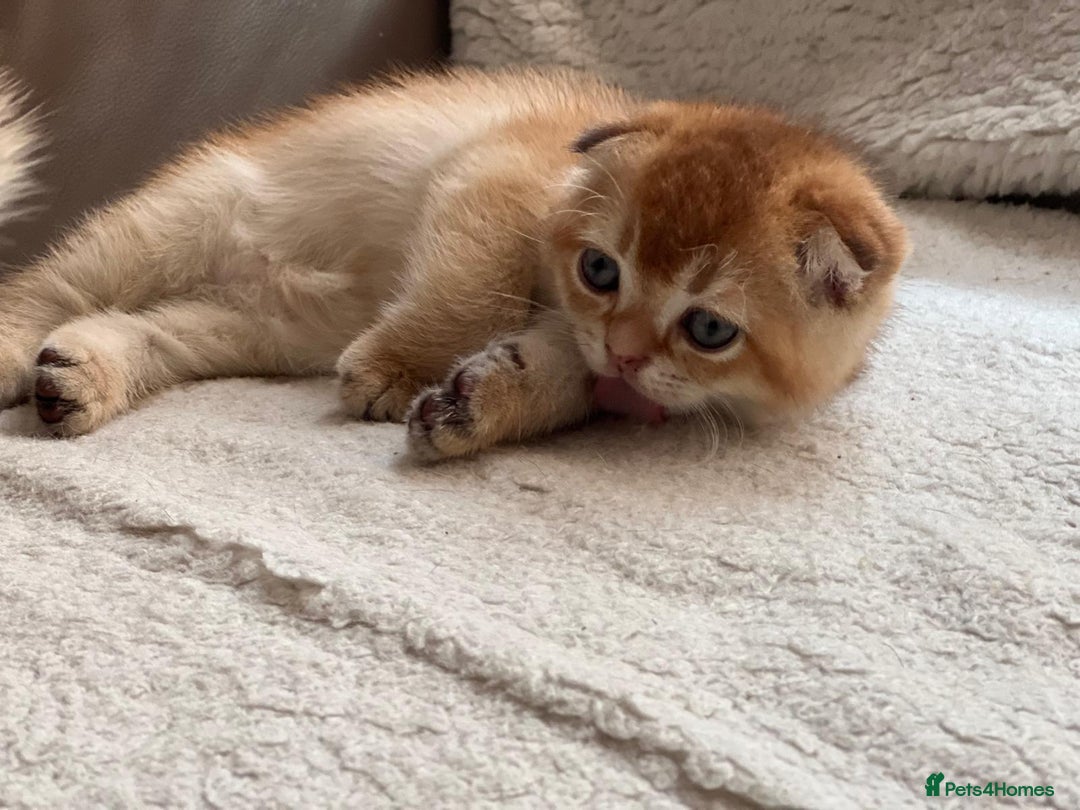 Scottish Fold cats for sale: Beautiful Scottish Straight/Fold Kittens - Image 5
