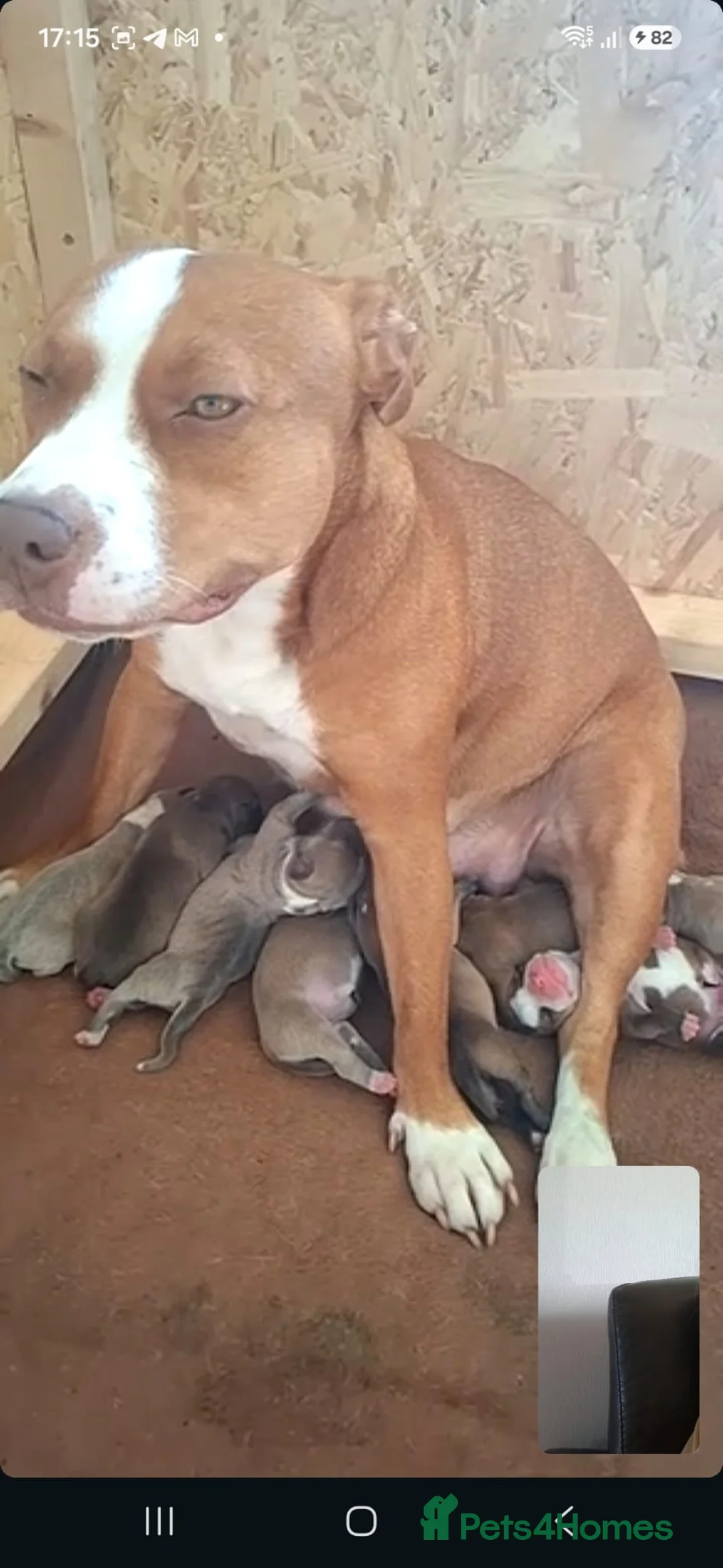 Staffordshire Bull Terrier dogs for sale: Staffordshire Bull Terrier  in Girvan - Advert 2