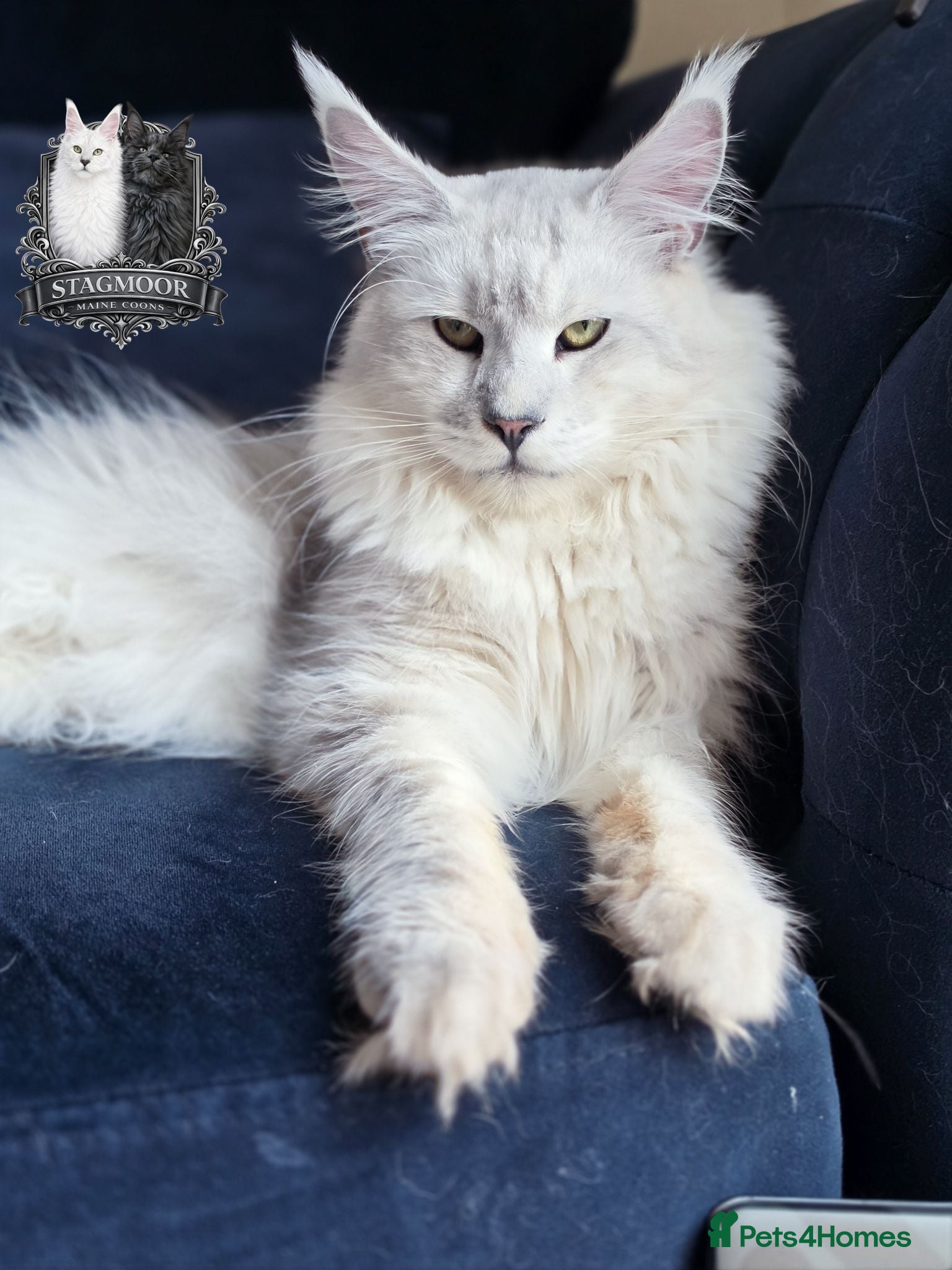 Maine Coon cats Black Silver Shaded Stud Imported from Bulgaria - Advert 2