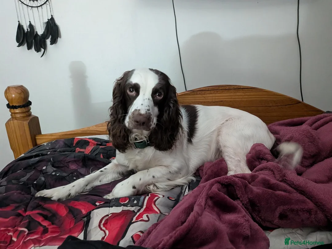 Mixed Breed dogs for sale: Special home sought for 4yr old cocker spaniel  - Advert 3
