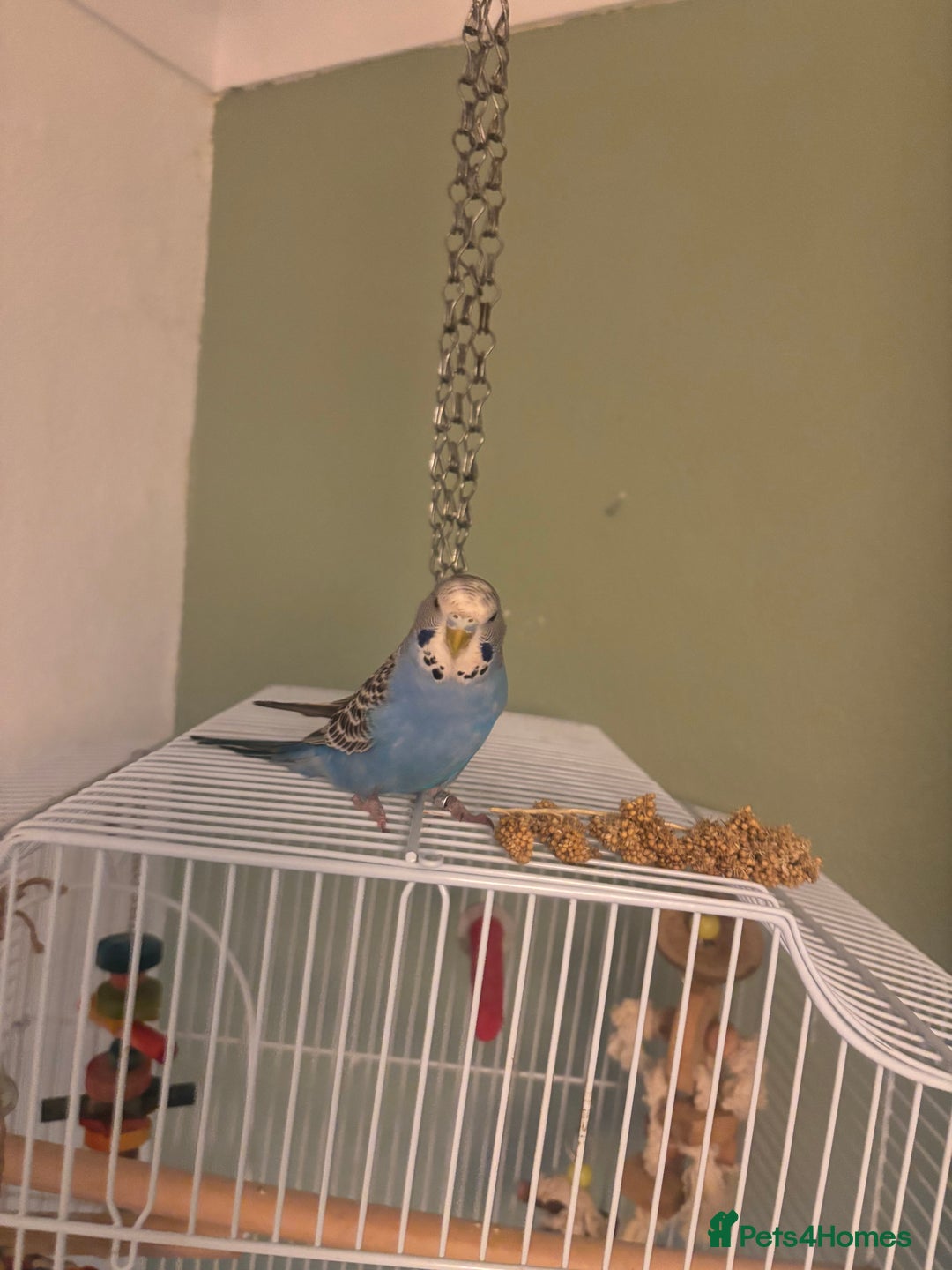 Budgerigars birds for sale: Semi tame budgie with cage - Advert 1