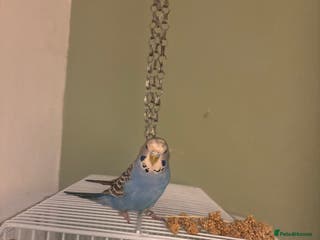 Budgerigars birds Semi tame budgie with cage - Advert 2