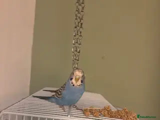 Budgerigars birds Semi tame budgie with cage - Advert 4