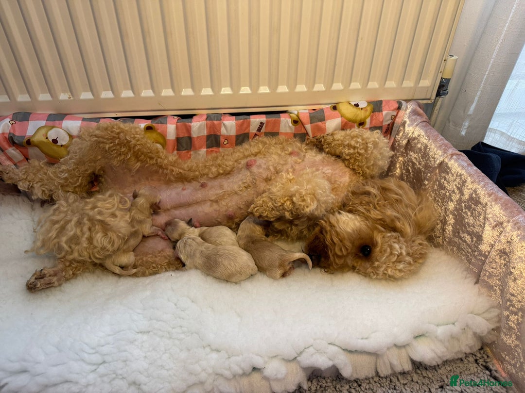 Maltese dogs for stud: Maltese kc champion lines health tested  for Stud  - Advert 16