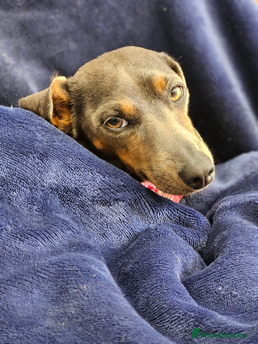 Miniature Dachshund dogs for sale: 4 male miniature dashund  - Advert 12