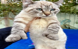 Bengal cats for sale: Breathtaking rare snow leopard  - Advert 4