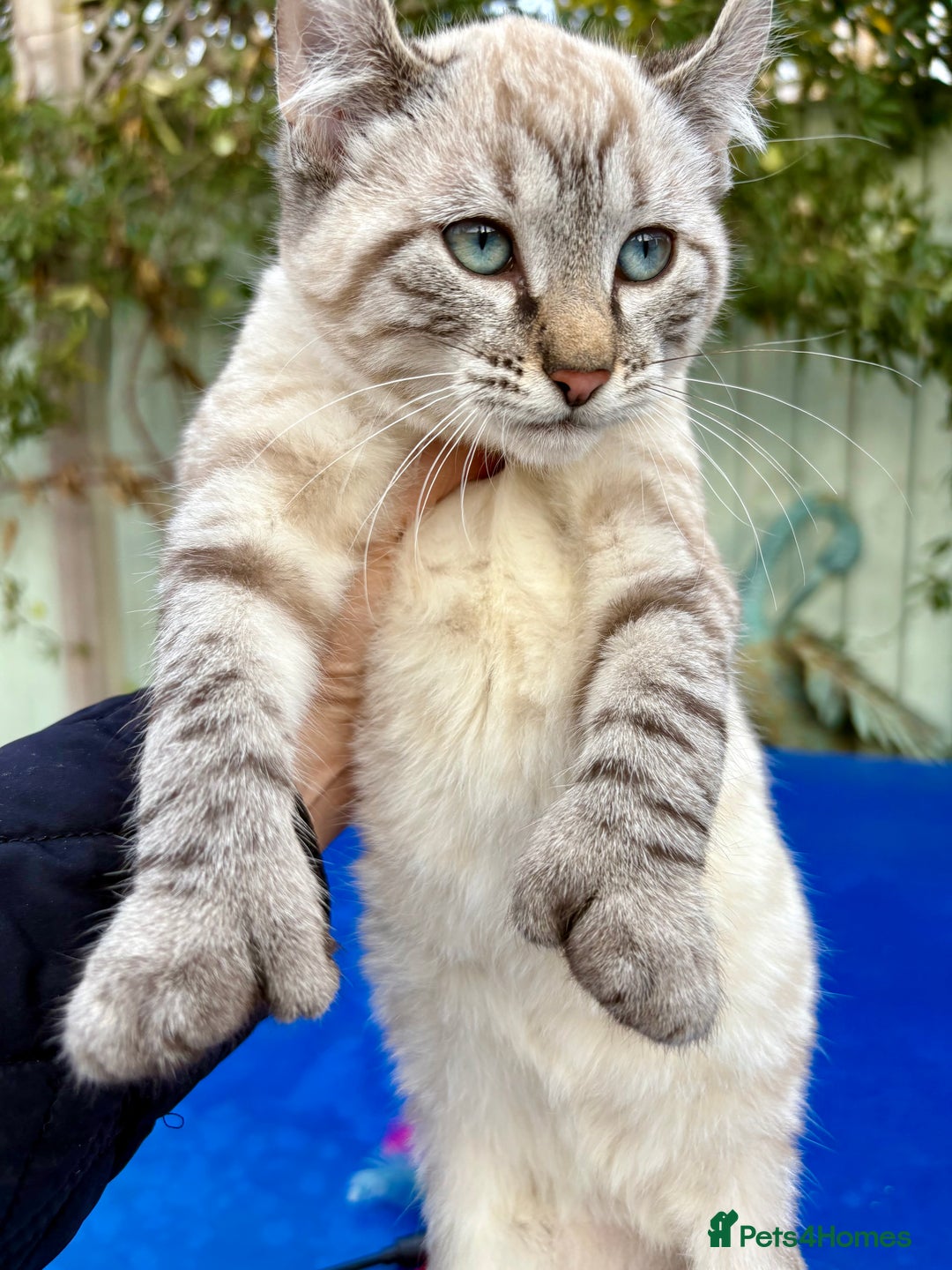 Bengal cats for sale: Breathtaking rare snow leopard  - Advert 4