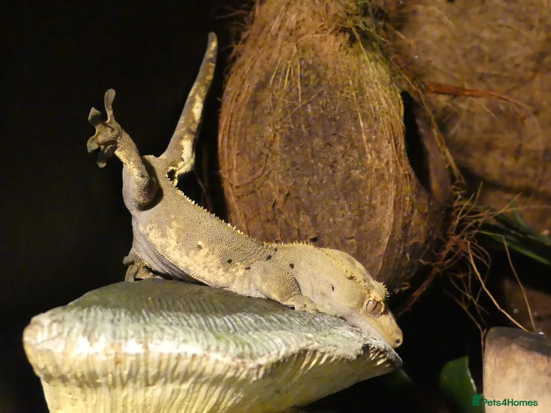 Gecko reptiles for sale: Crested Geckos with bioactive terrarium - Advert 4