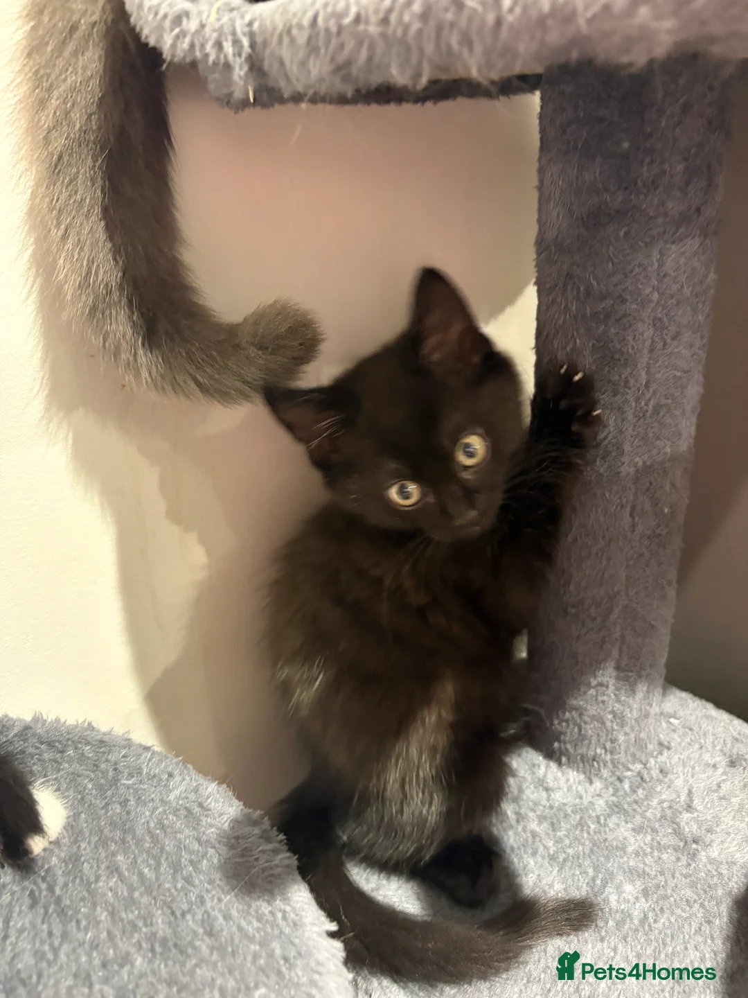 Domestic Shorthair cats for sale: Kittens for sale - Advert 10