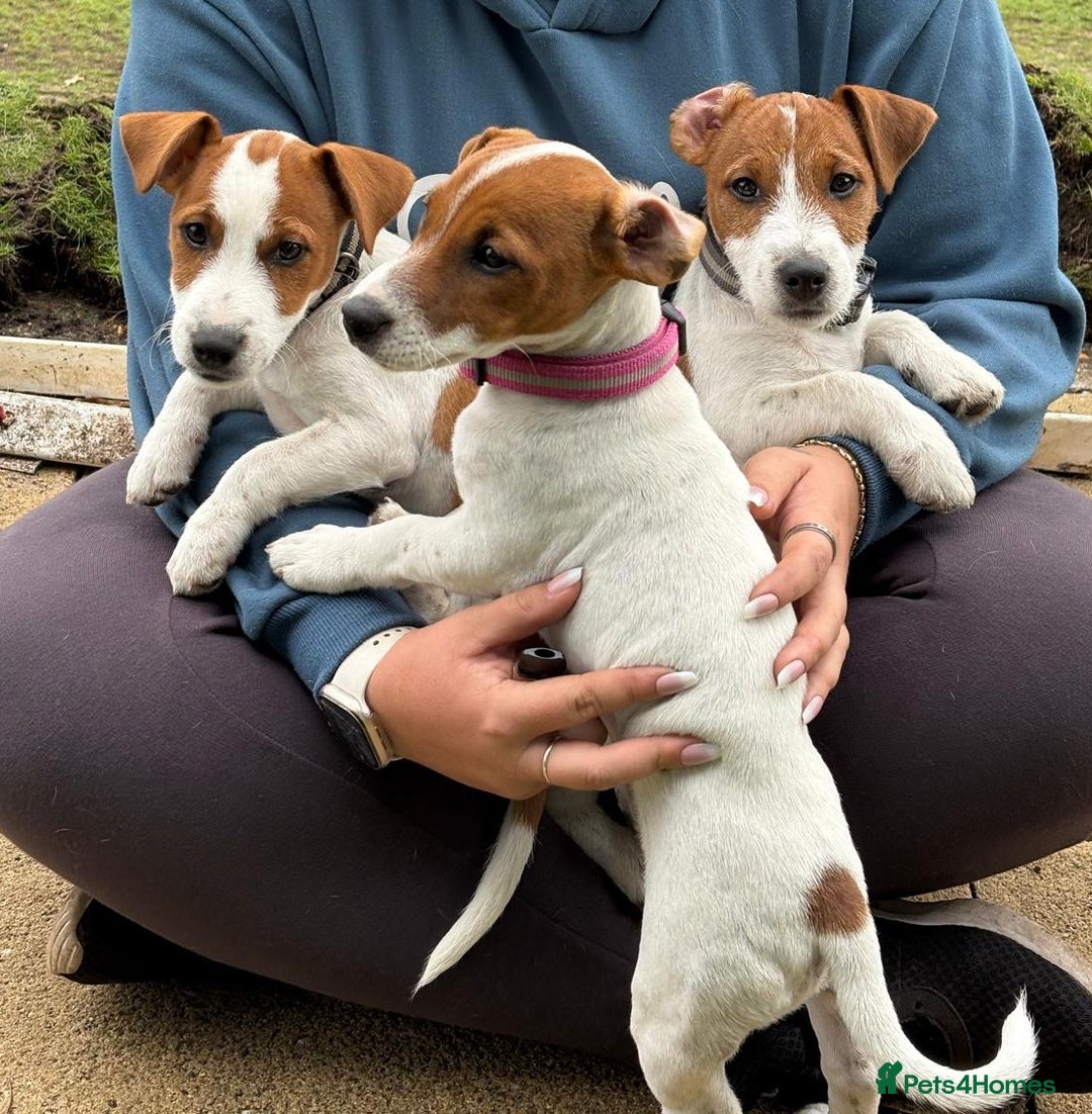 Jack Russell dogs for sale: Beautiful JR pups Ready Now - Image 5