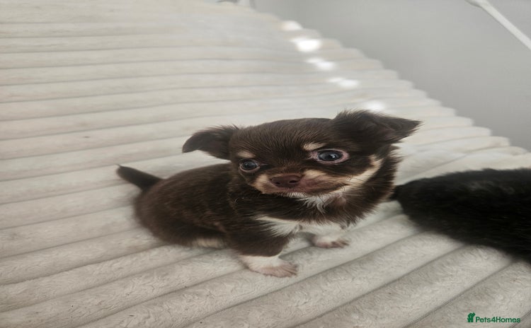 Chihuahua dogs - Advert 10